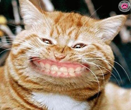 l chat au dent ..